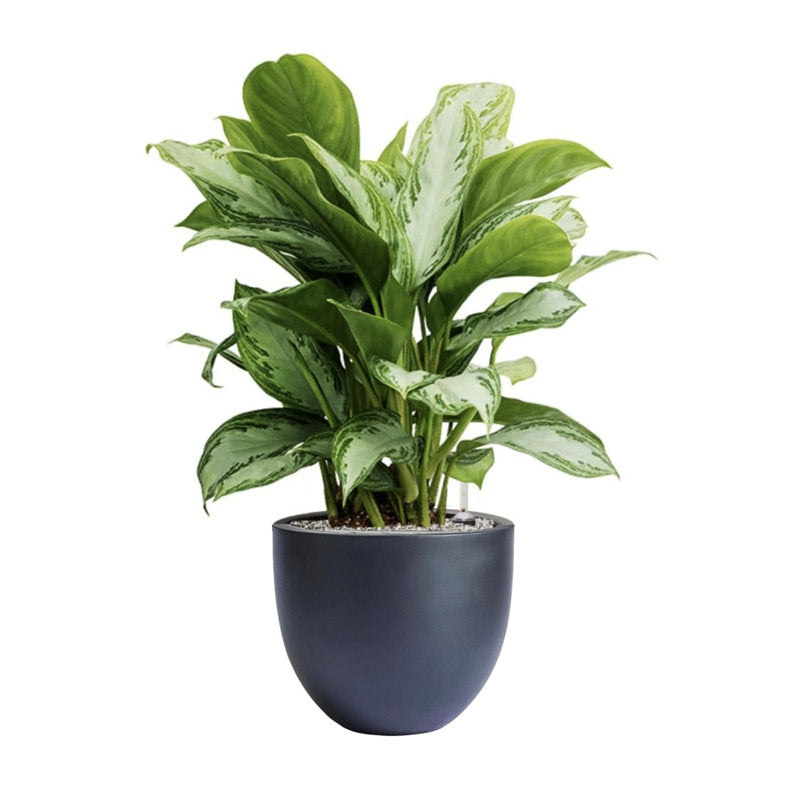 Dorlis Fiberstone Pot Planter black