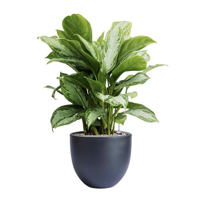 Dorlis Fiberstone Pot Planter black