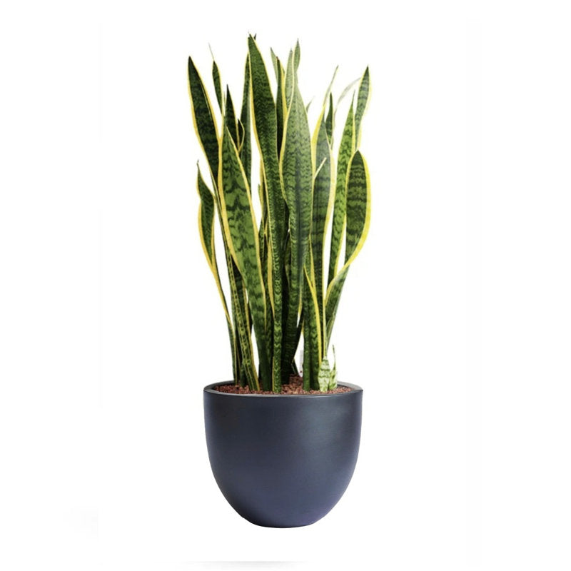 Dorlis Fiberstone Pot Planter black