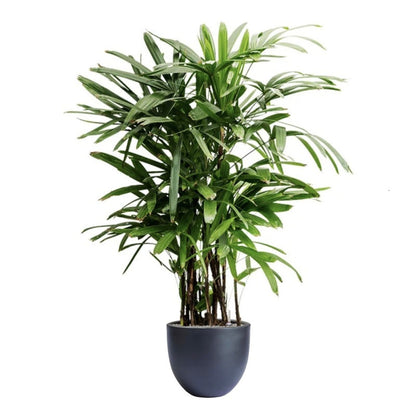 Dorlis Fiberstone Pot Planter black